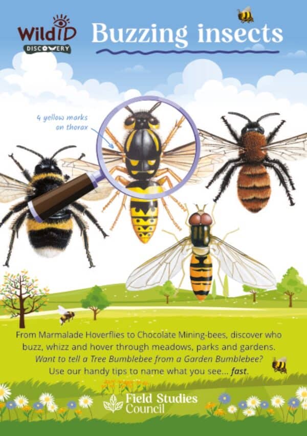DG04 Buzzing insects