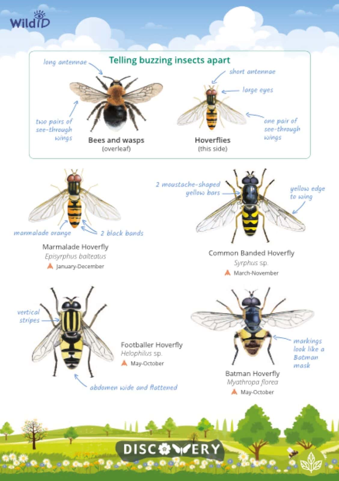 DG04 Buzzing insects
