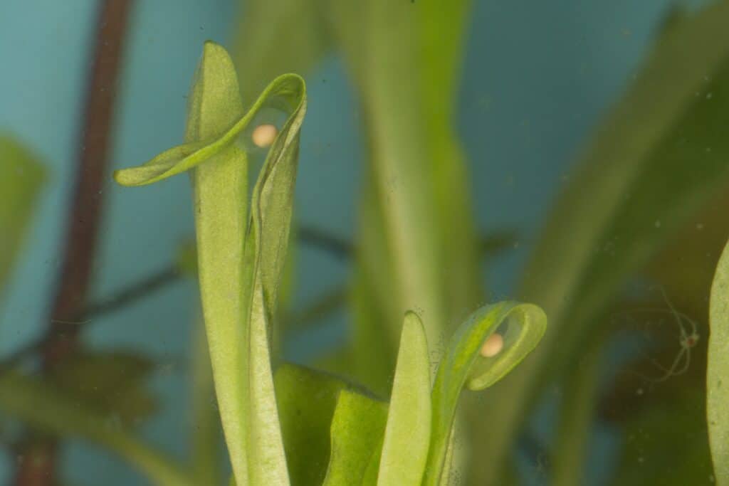 Newt eggs folded into leaves
