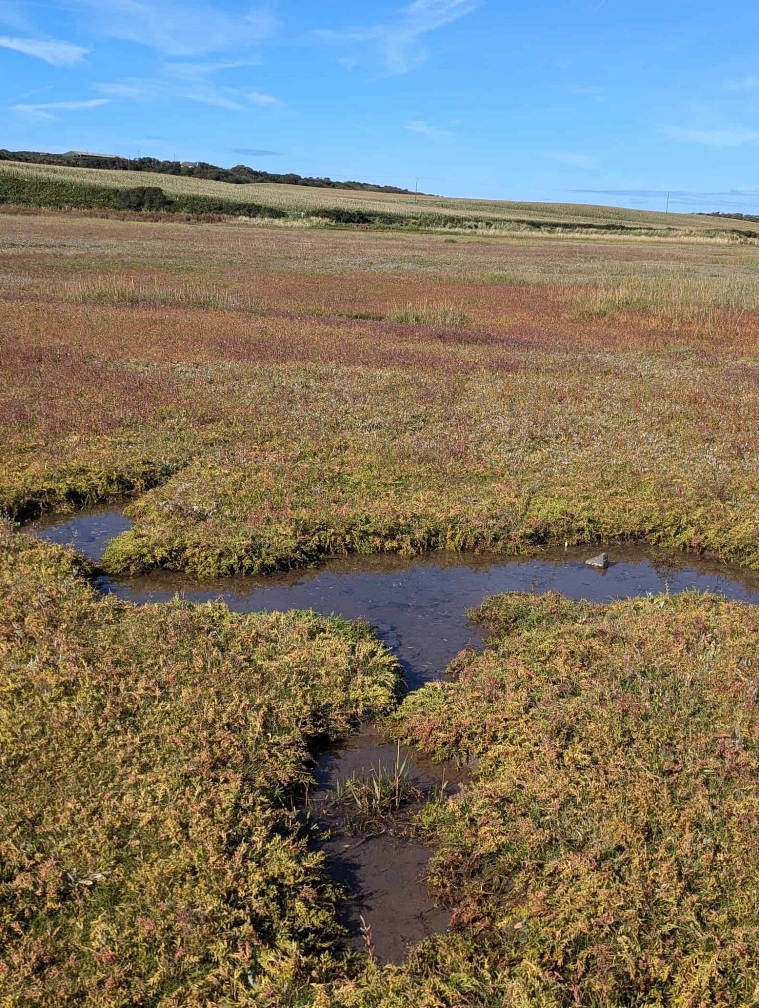 Saltmarsh guide – Field Studies Council