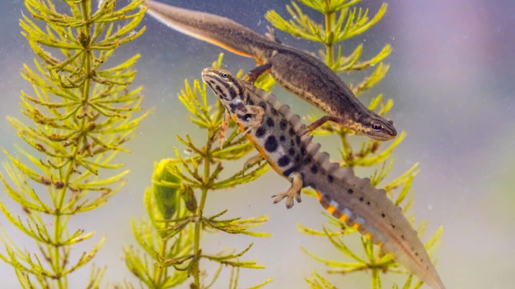 Male and female smooth newts underwater
