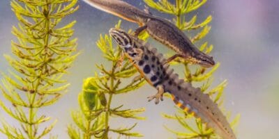 Male and female smooth newts underwater