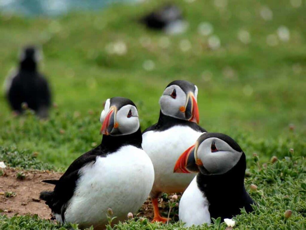 Puffins on Skomer island, Pembrokeshire