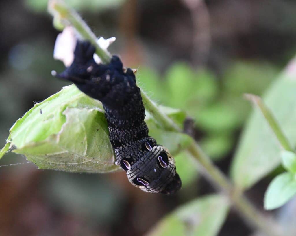 Elephant Hawkmoth caterpillar on vegetation.