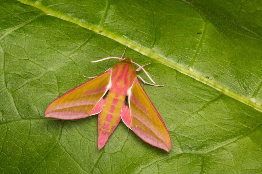 Elephant Hawkmoth resting on a leaf.