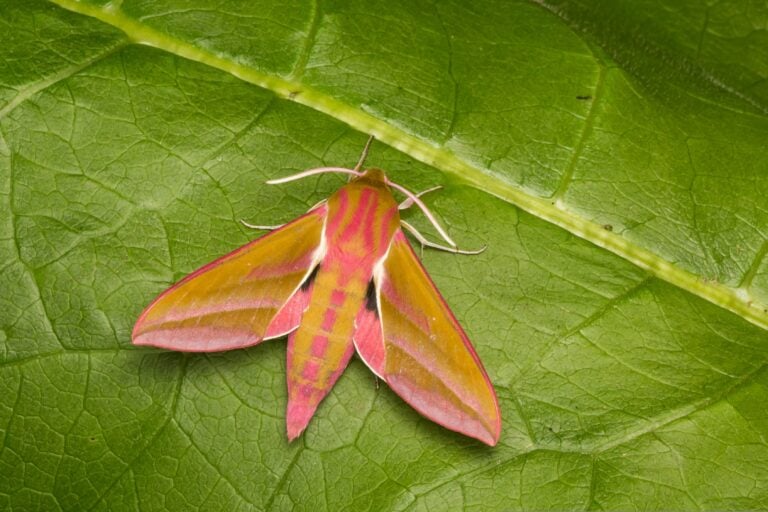 Elephant Hawkmoth resting on a leaf.