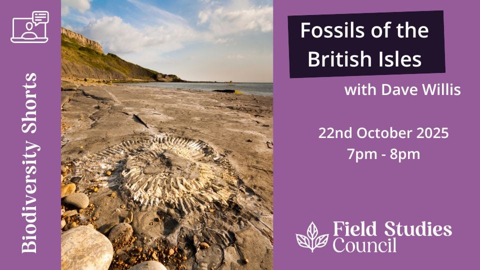 Fossils on a beach. Promo image for webinar: Fossils of the British Isles. 