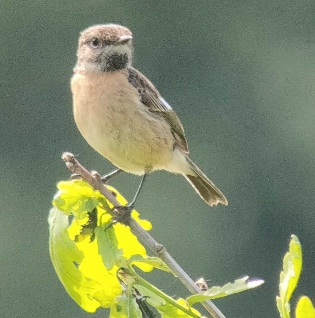 Stonechat just above the high tide line at Garron Pill, Pembrokeshire