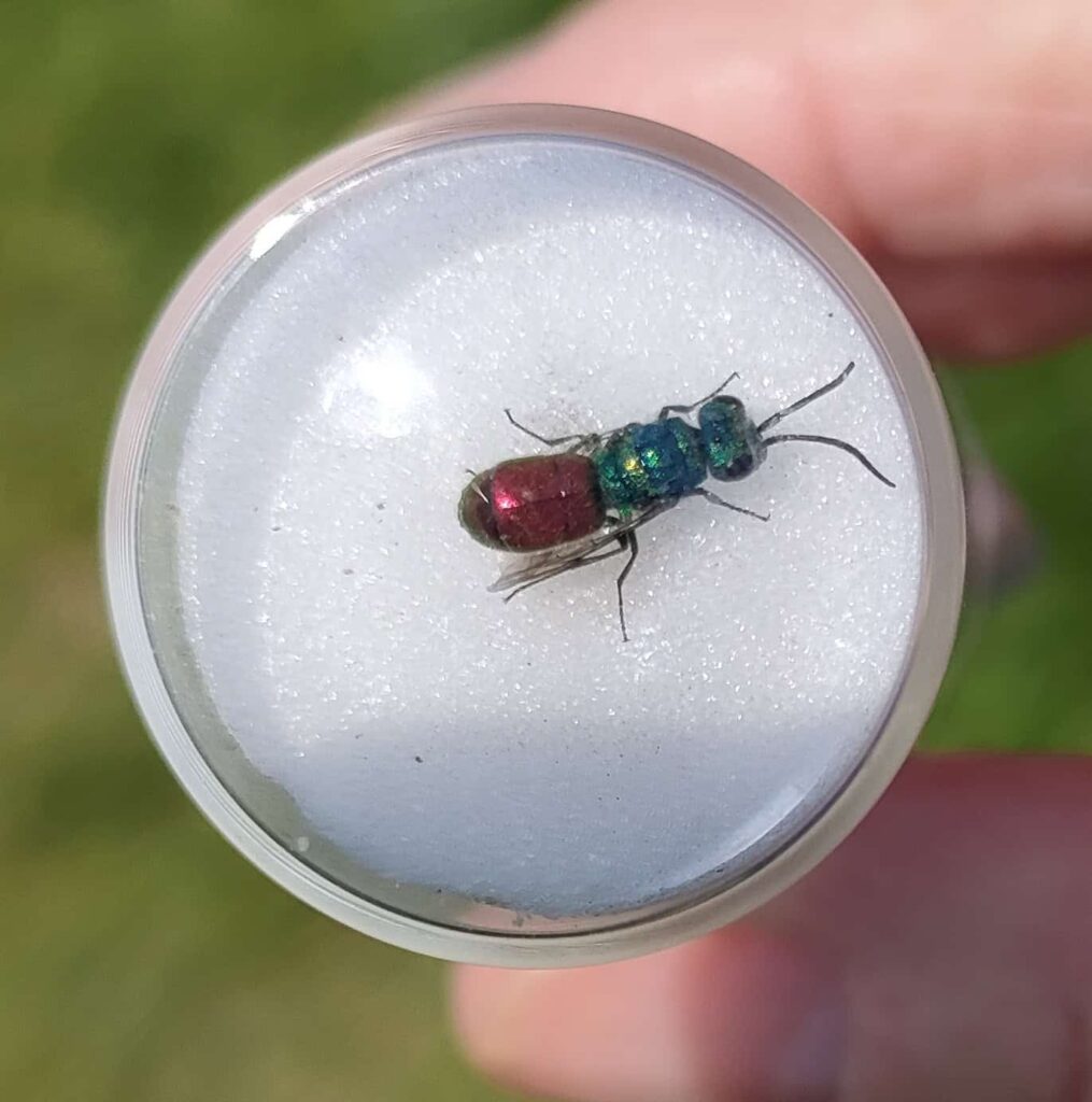 Ruby-tailed ‘Cuckoo’ Wasp Chrysis sp. There are a number of very similar species which are extremely difficult to tell apart. Examined using the 'Beehave spypot' by Richard Dawson.
