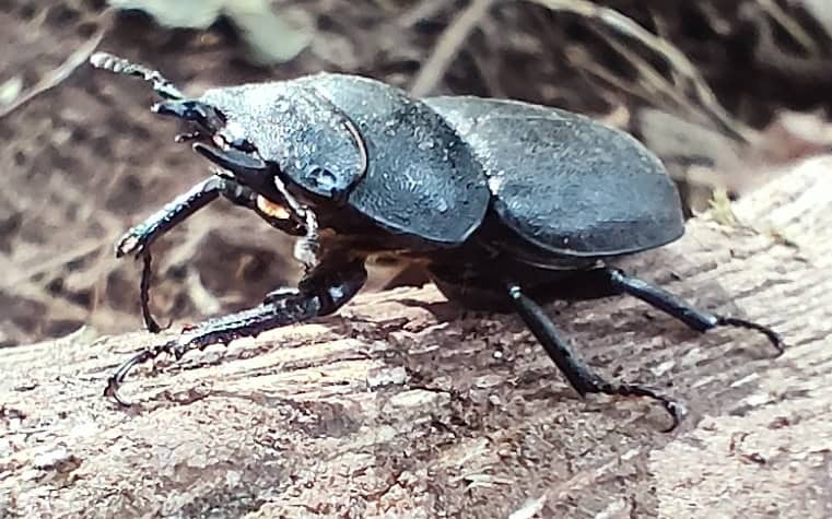Lesser Stag Beetle at Bosherston Lakes, Pembrokeshire