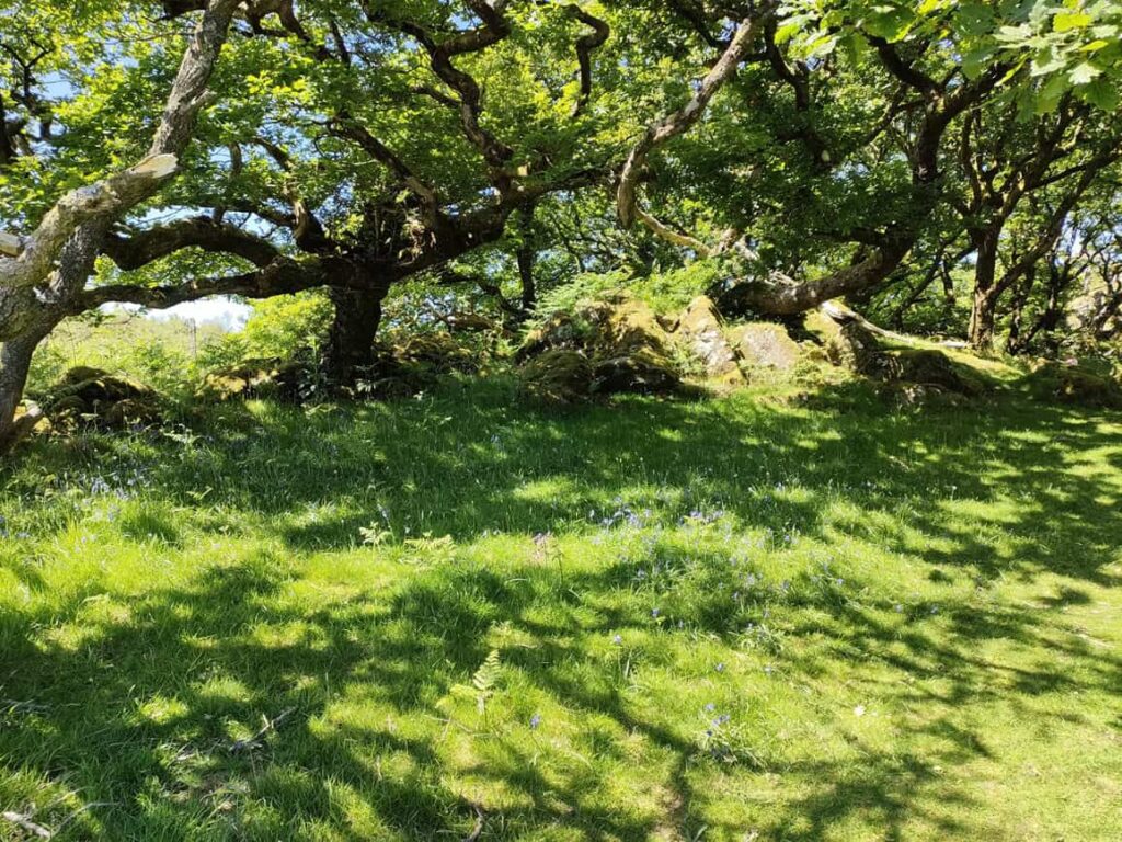 Ty Canol Woodland, Pembrokeshire