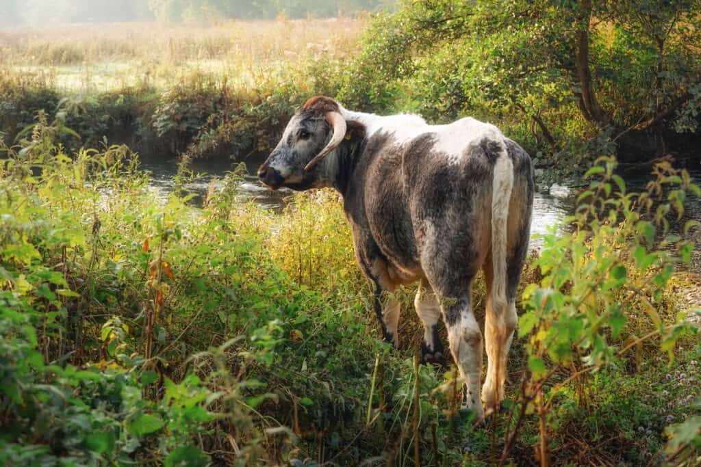 One of the cattle from the herd stood by the river. The herd is used to manage the grassland areas.