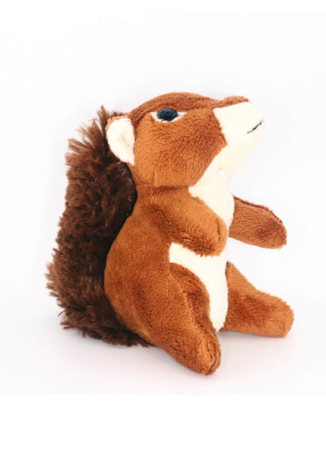 red squirrel