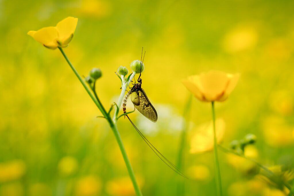 A mayfly resting on a buttercup.
