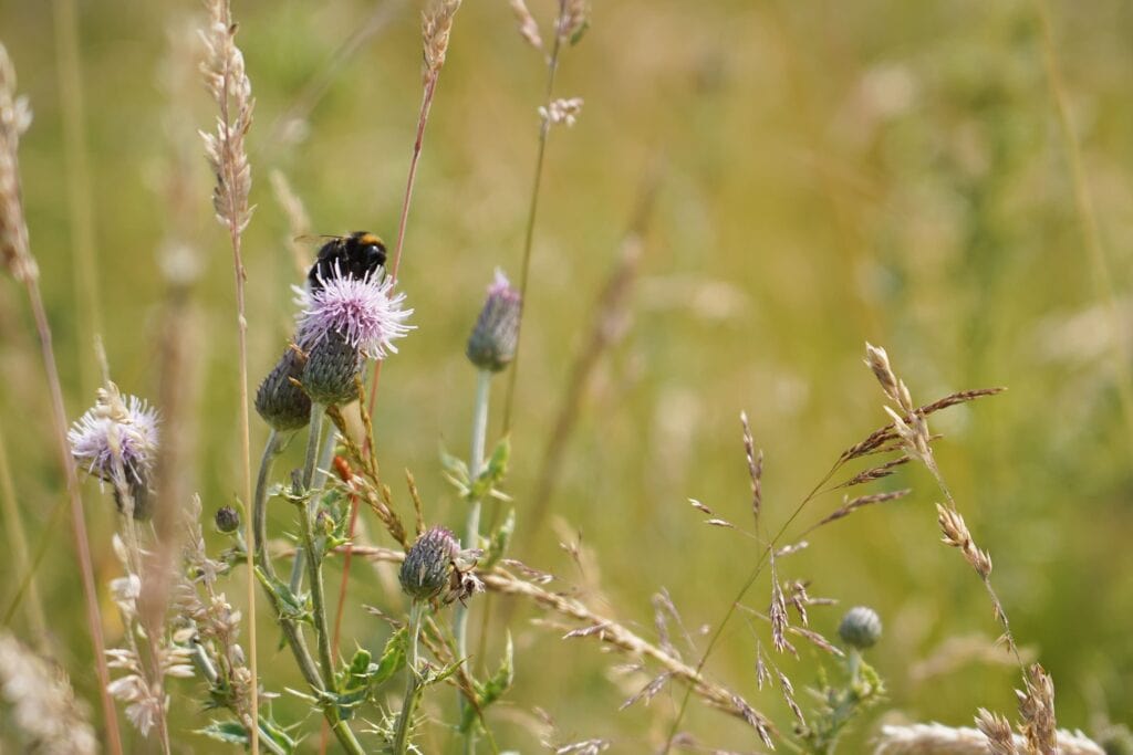 A bumblebee on the wildflower meadow at Haddon Hall.