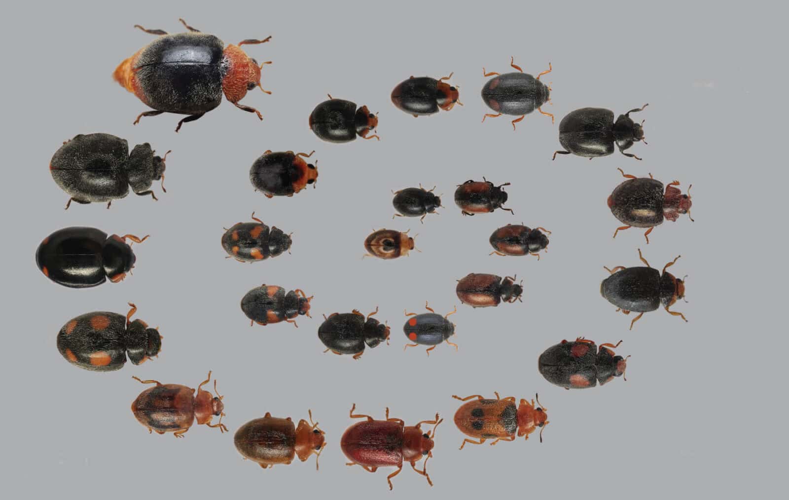 Micro ladybirds