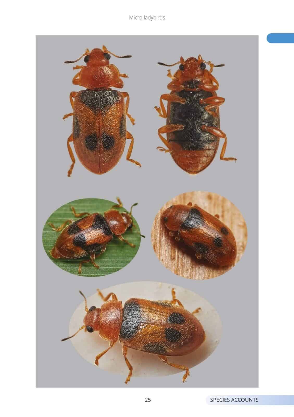 micro ladybirds