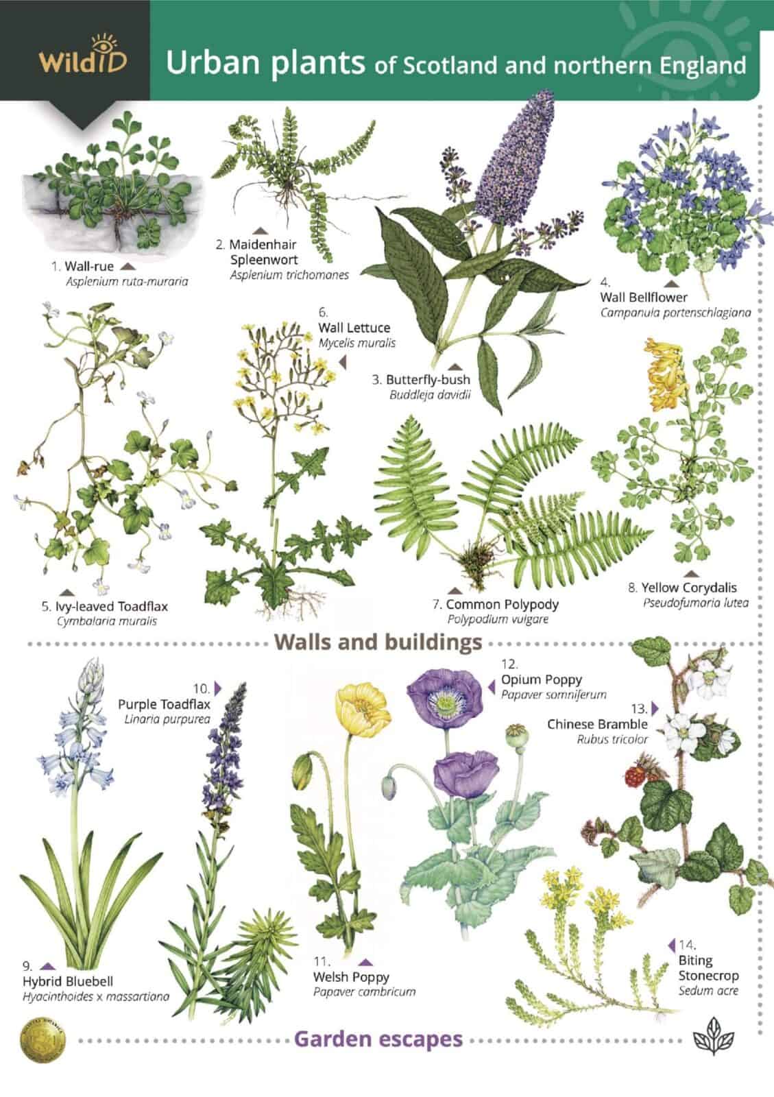 urban plants