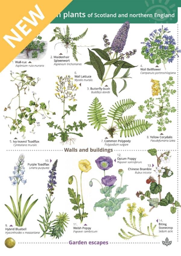 urban plants
