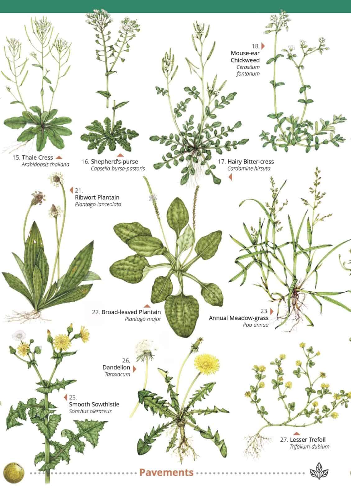 urban plants