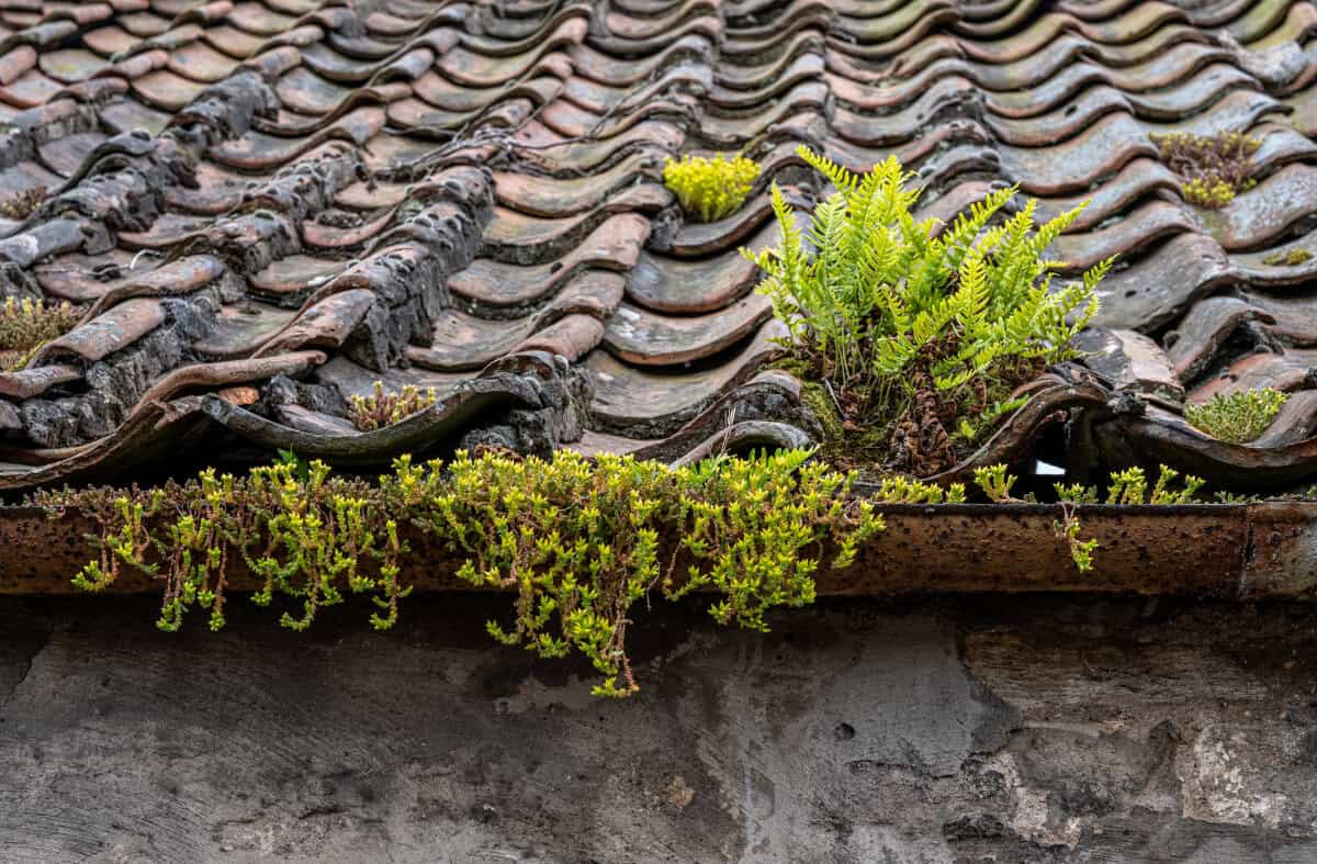 Urban plants