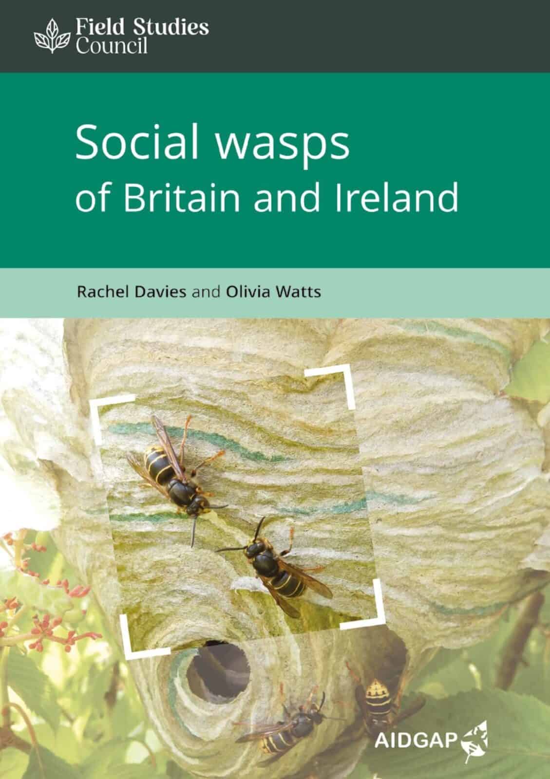 social wasps