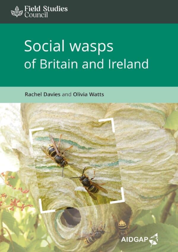 social wasps