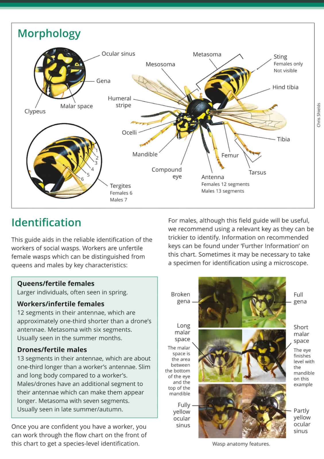 social wasps