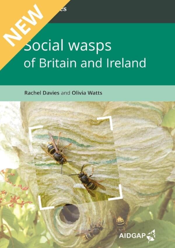 social wasps
