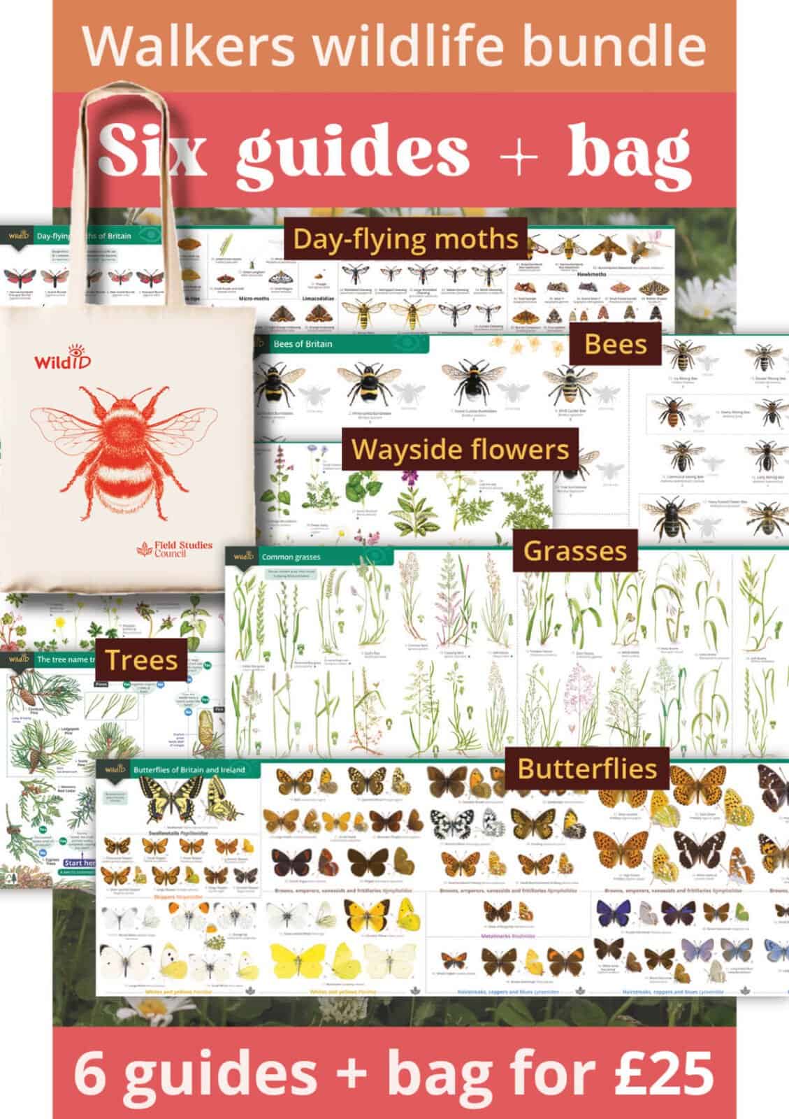 Summer walkers wildlife bundle