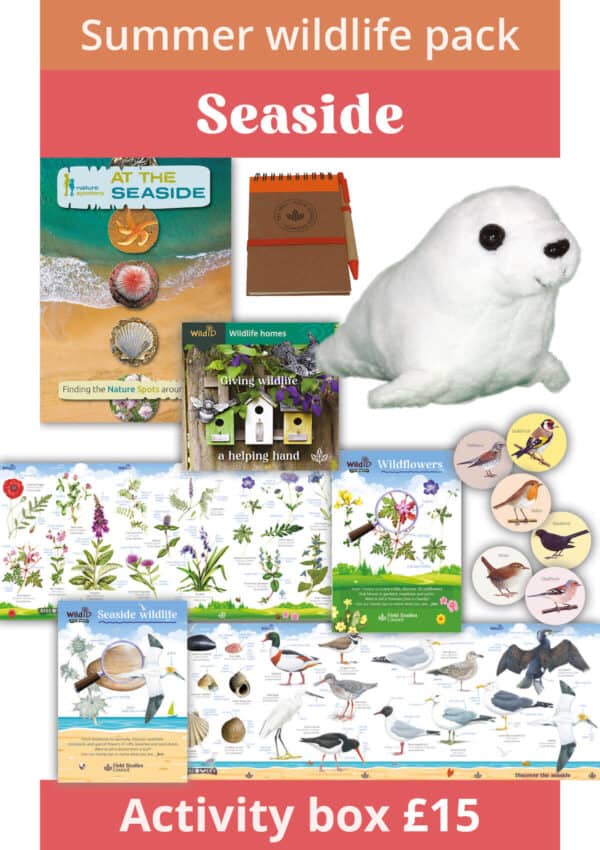 Seaside Summer Wildlife Pack