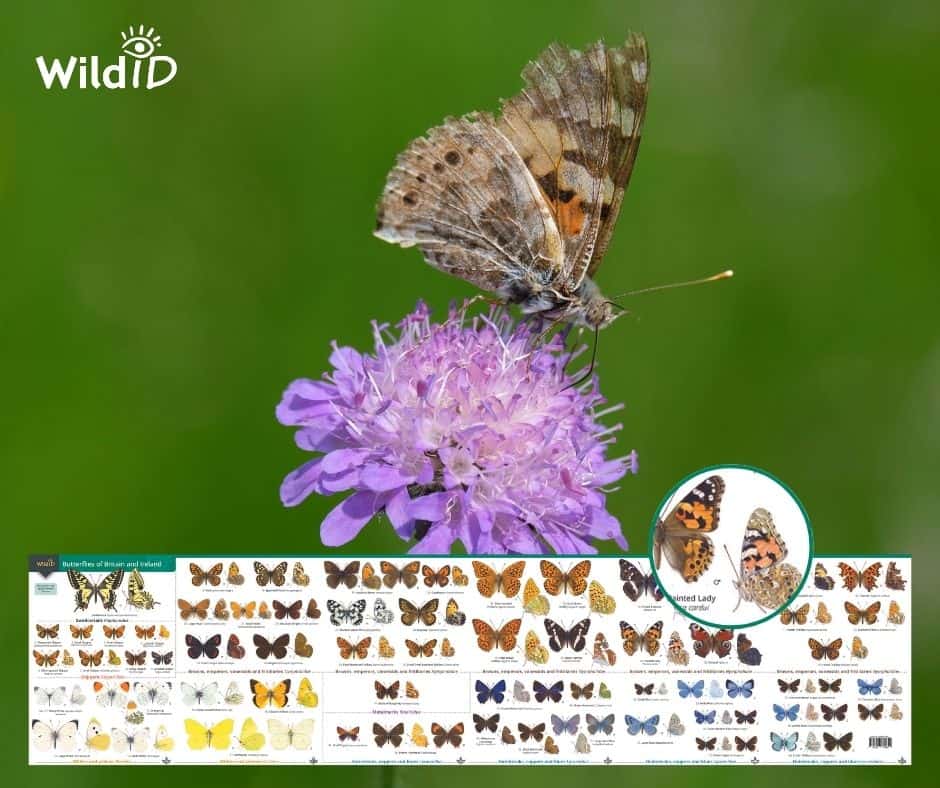 Painted Lady butterfly and image of our Butterfly guide