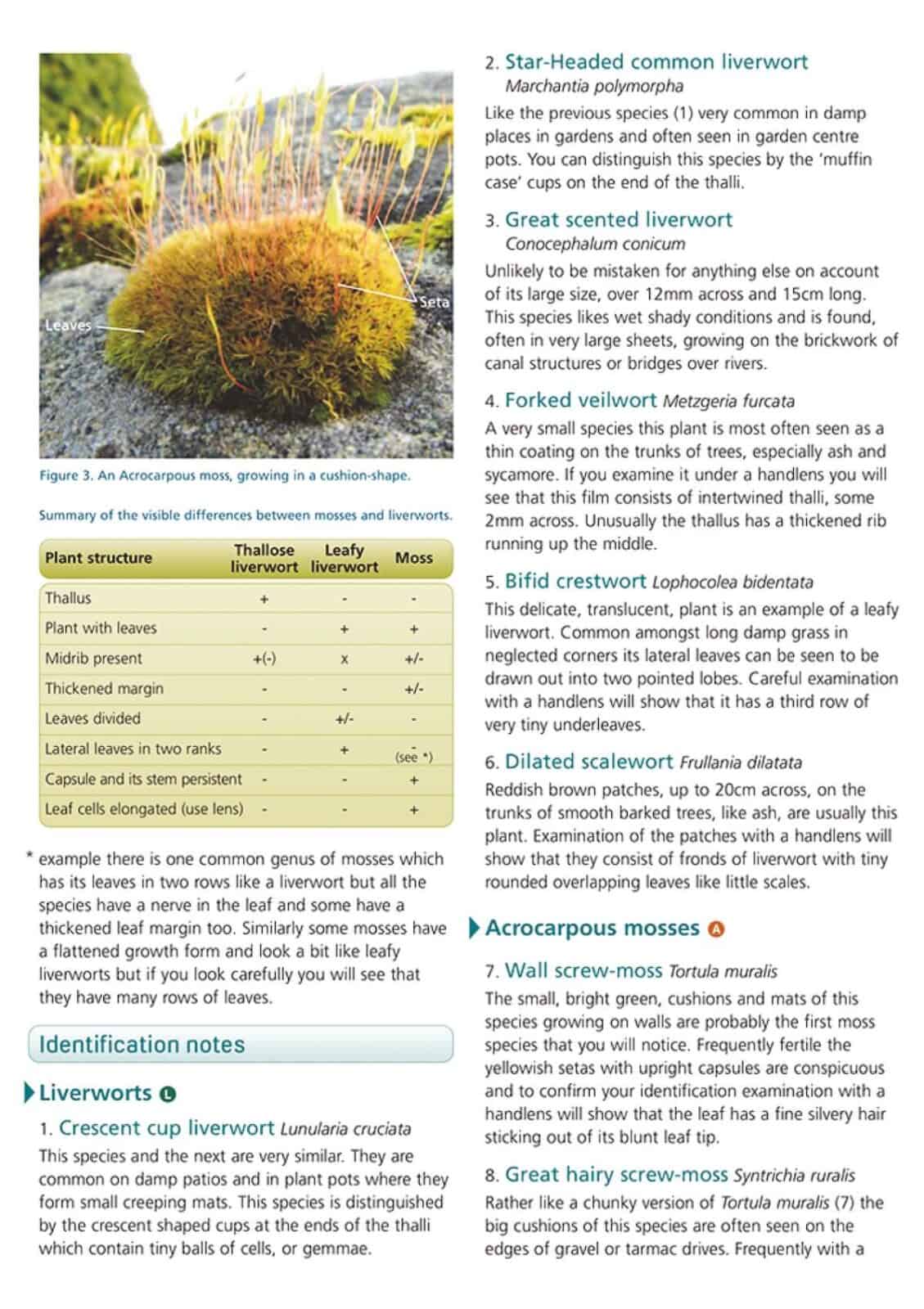 Town and garden mosses