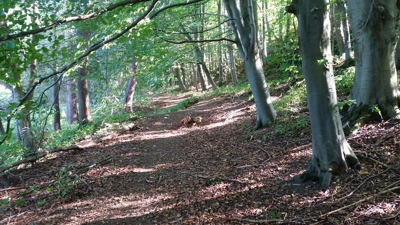 Woodland habitat by Oatsy40 / CC-BY.