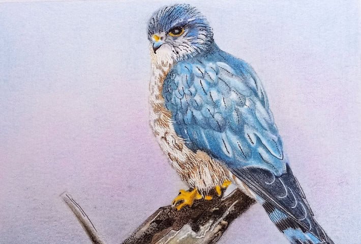 A drawing of a blue bird