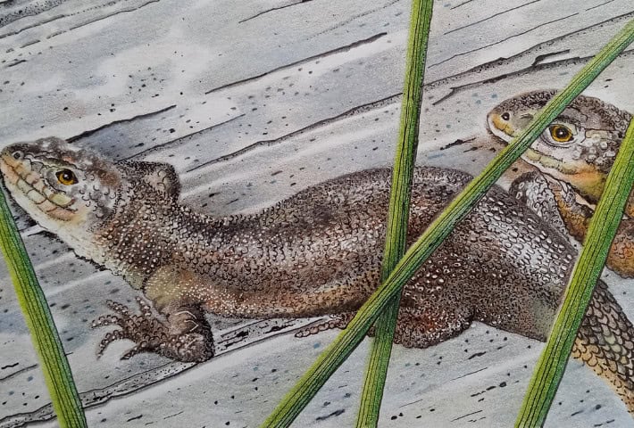 Drawing of a lizard