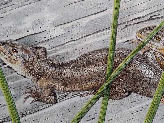 drawing of a lizard