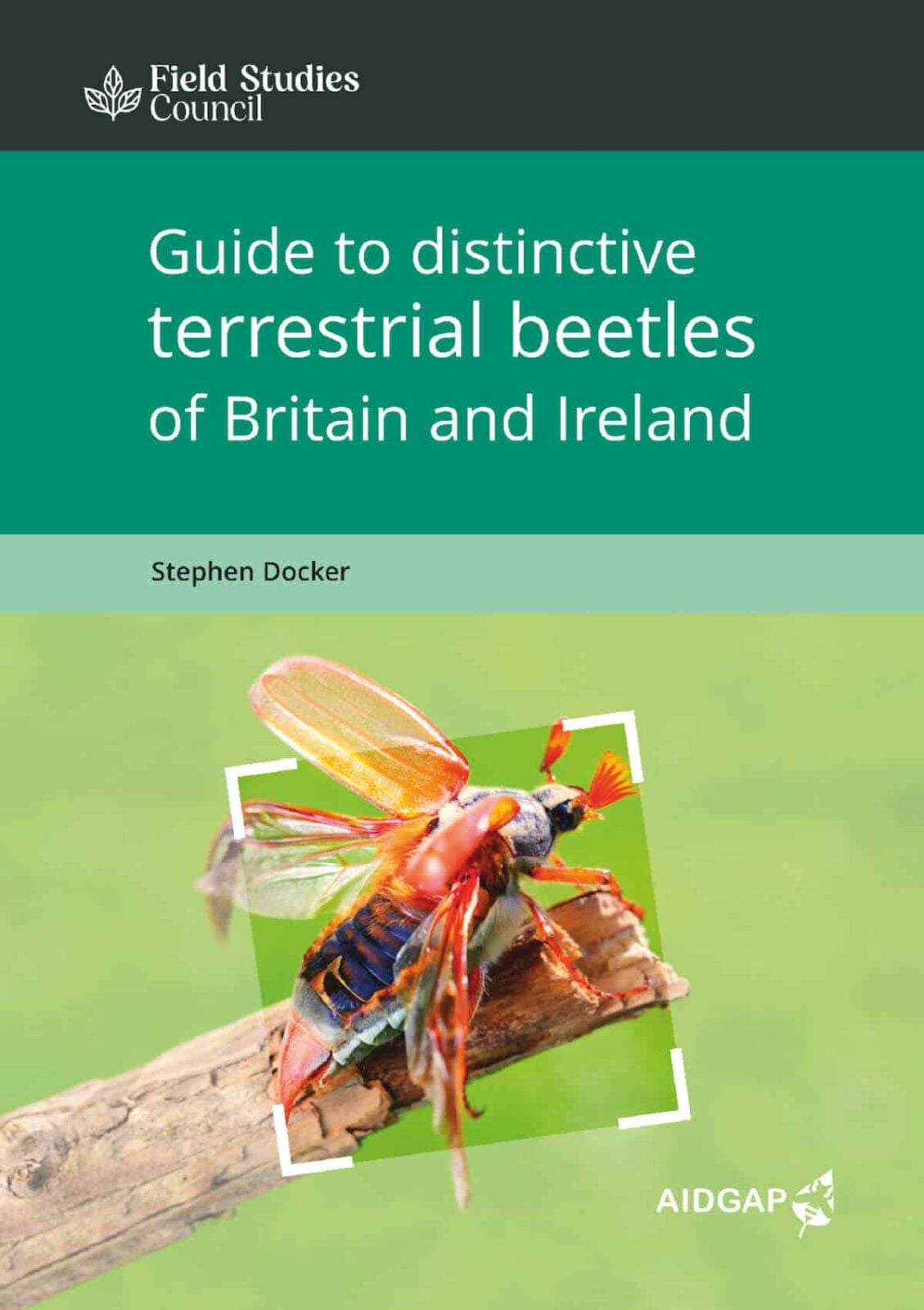 Distinctive terrestrial beetles