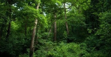 woodland