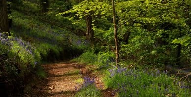 Woodland path