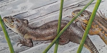 Drawing of a lizard