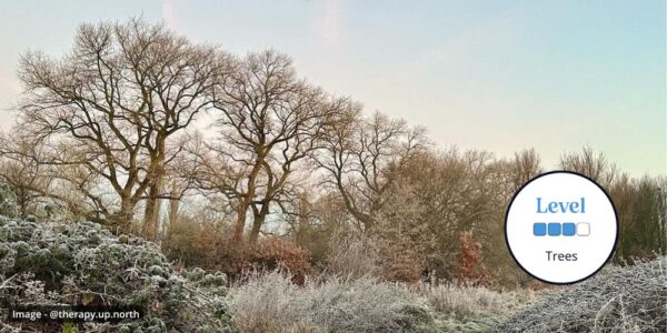 Broadleaf trees in winter with no leaves and a clear sunset