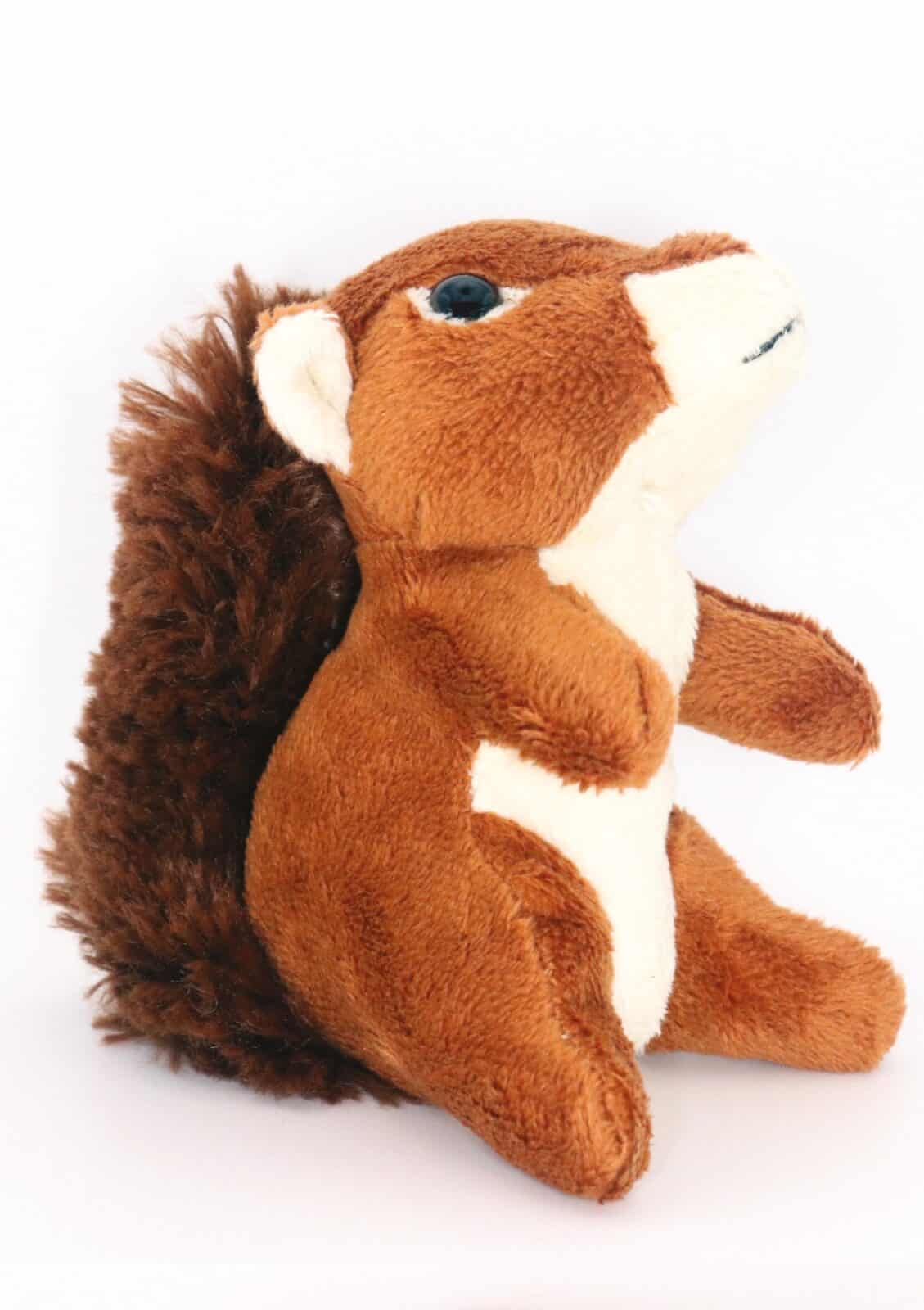 red squirrel