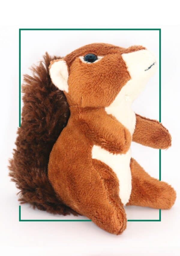 red squirrel