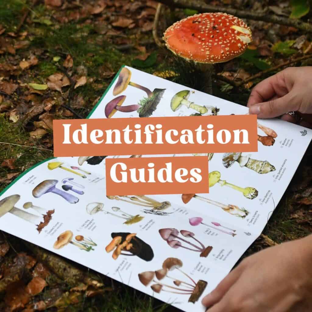 Wildlife identification guides promotional image. Fungi guide being used in woodland.