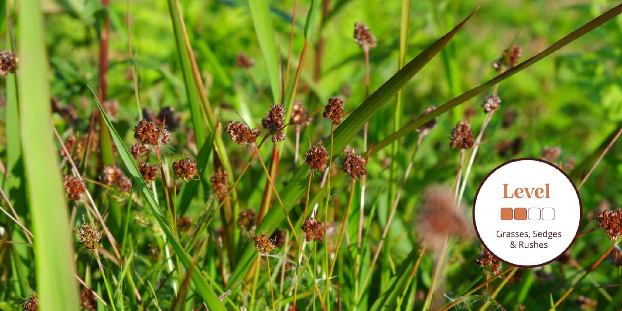 Grasses, Sedges and Rushes – Field Studies Council