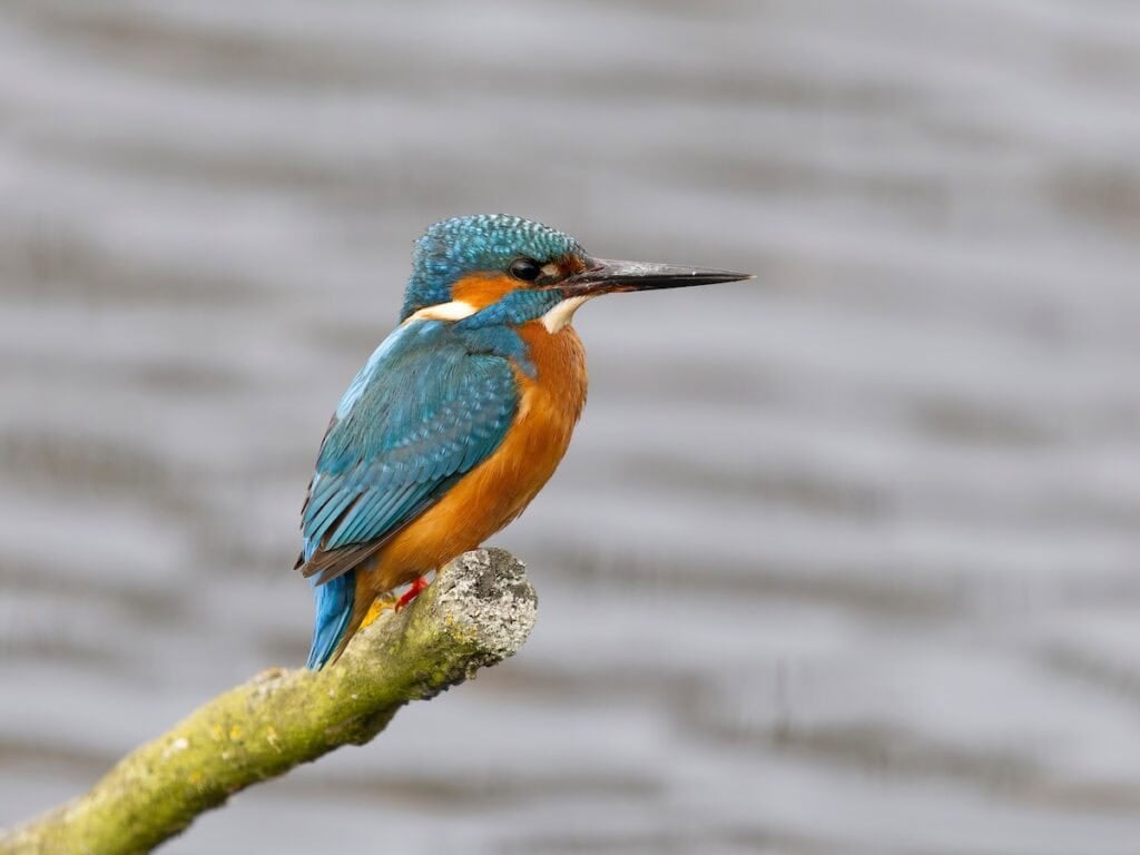 Kingfisher