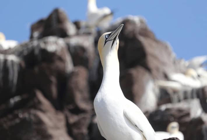 a picture of a white bird