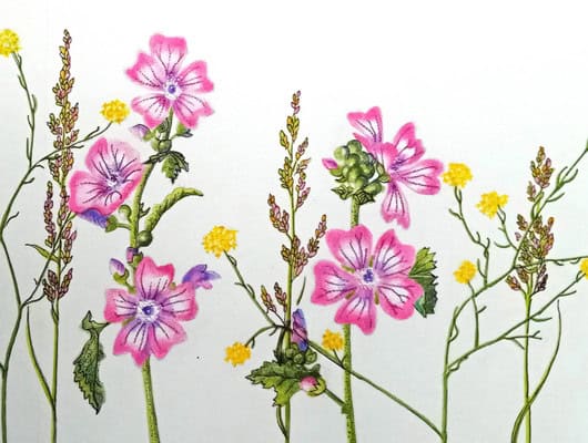 Drawing of pink flowers on a white background