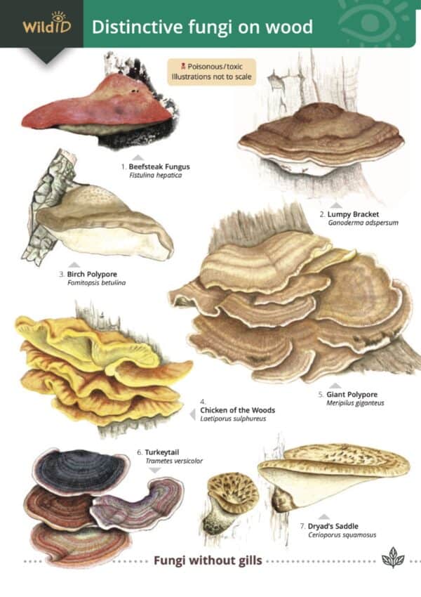 distinctive fungi on wood